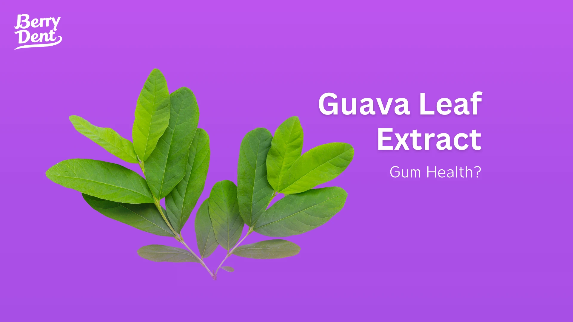 Guava Leaf Extract: Gum Health?