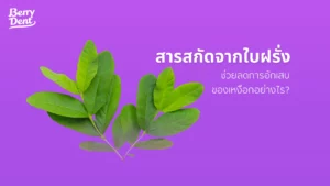 สารสกัดจากใบฝรั่งช่วยลดการอักเสบของเหงือกอย่างไร?