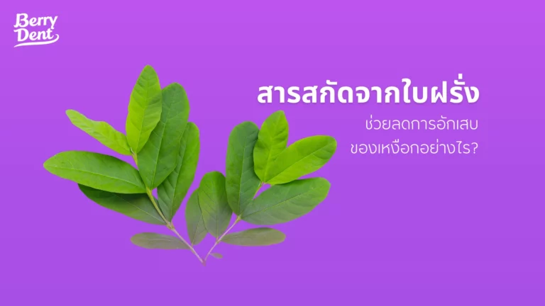 สารสกัดจากใบฝรั่งช่วยลดการอักเสบของเหงือกอย่างไร?